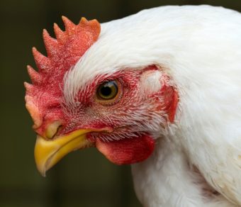 Gallina Ovaiola Bianca Livornese