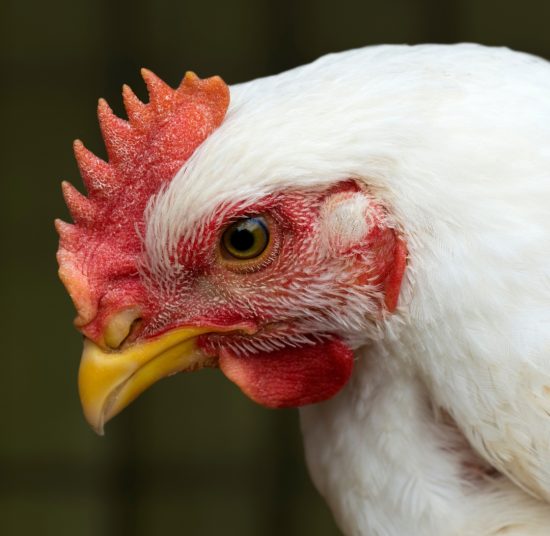 Gallina Ovaiola Bianca Livornese