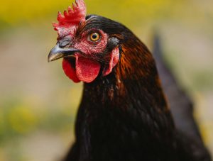 Gallina Ovaiola Nera