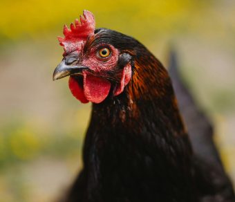 Gallina Ovaiola Nera