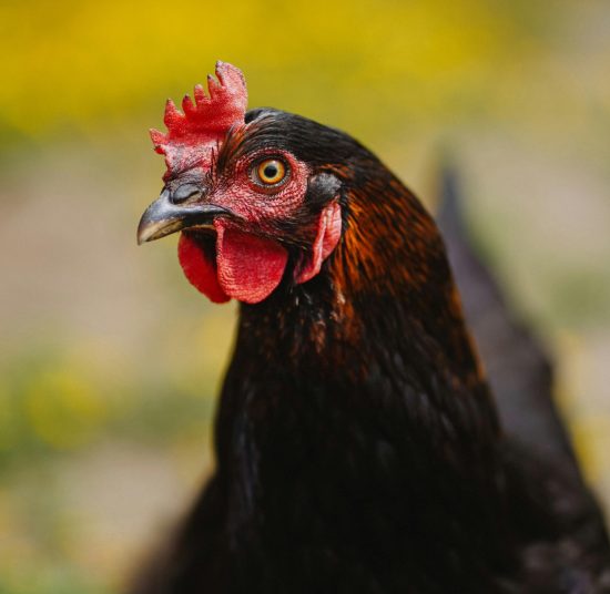 Gallina Ovaiola Nera