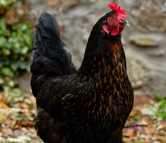 Gallina Ovaiola Nera