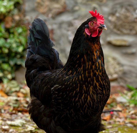 Gallina Ovaiola Nera