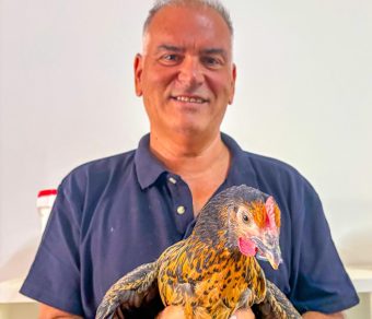 Gallina Ovaiola Nera