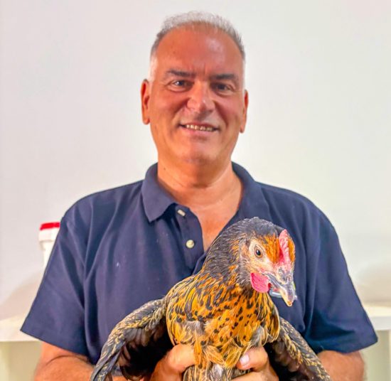 Gallina Ovaiola Nera