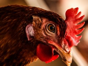 Gallina Ovaiola Rossa