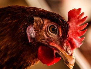 Gallina Ovaiola Rossa