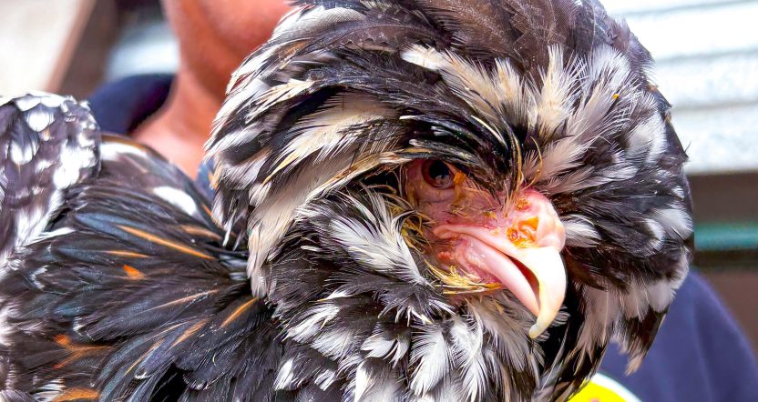 gallina padovana tricolore