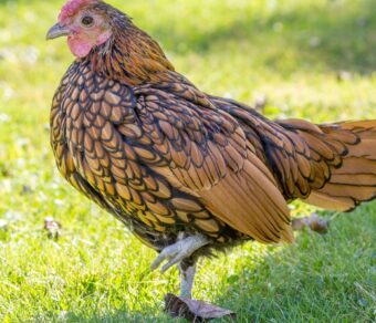 Gallina Sebright