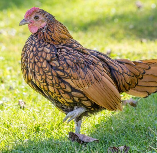 Gallina Sebright