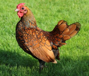 Gallina Sebright