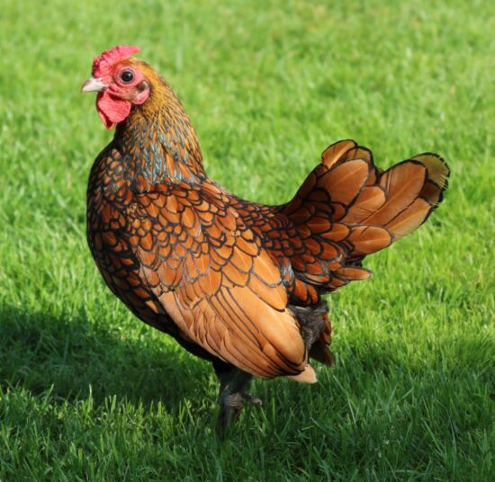 Gallina Sebright