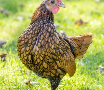 Gallina Sebright