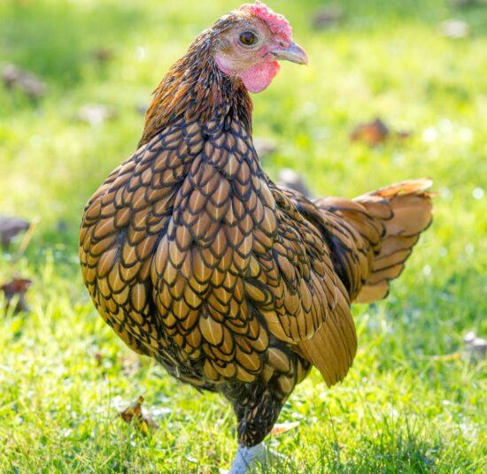 Gallina Sebright