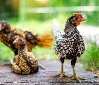 Gallina Sebright