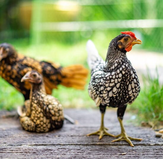 Gallina Sebright