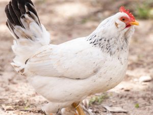 Gallina Sussex ovaiola perfetta per il tuo pollaio domestico