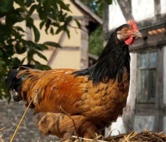 Gallina Vorwerk