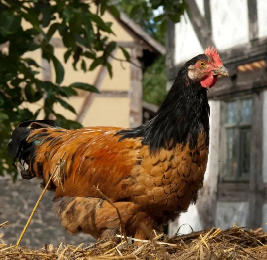 Gallina Vorwerk