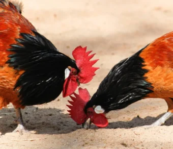 Gallina Vorwerk