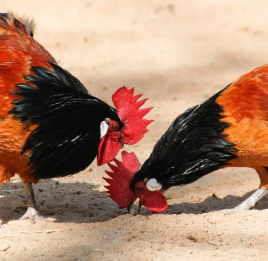Gallina Vorwerk