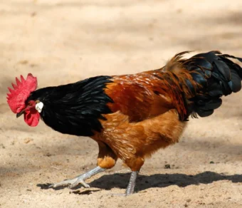Gallina Vorwerk