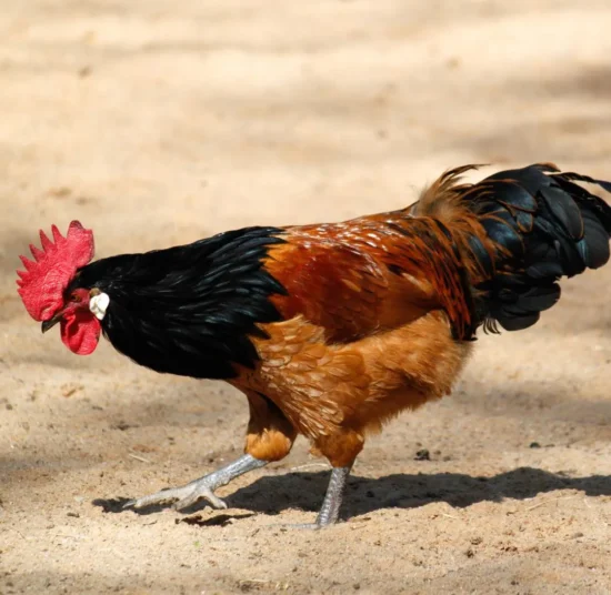 Gallina Vorwerk