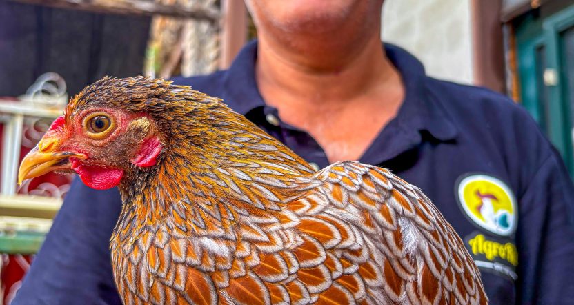 Galline ornamentali in vendita