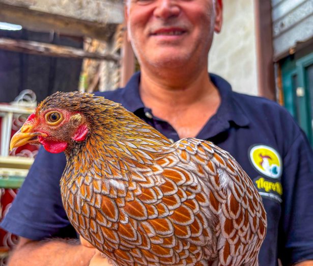 Galline ornamentali in vendita