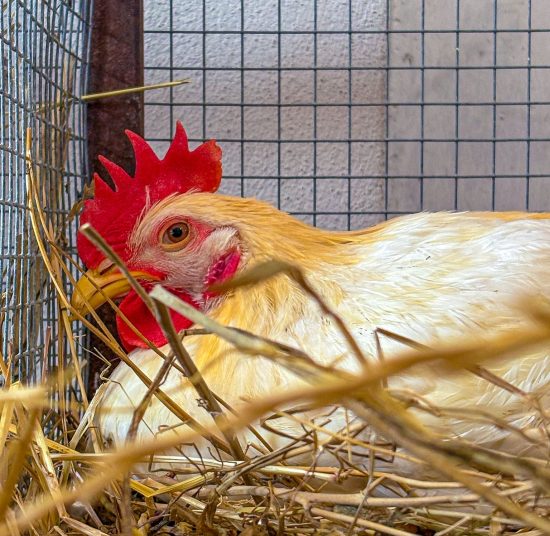 Gallo da cortile