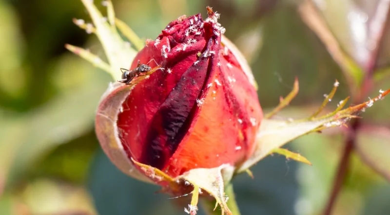 formica sul bocciolo della rosa