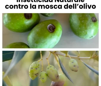 Trappola Mosca dell’Olivo Professionale da Appendere 5 pz