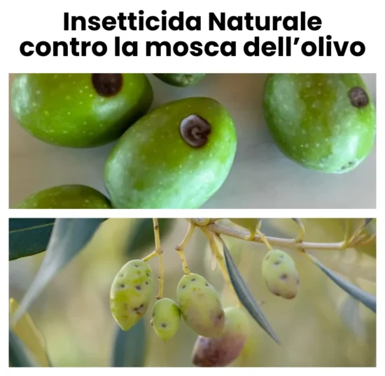 Trappola Mosca dell’Olivo Professionale da Appendere 5 pz
