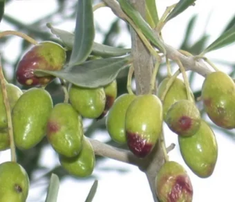 Trappola Mosca dell’Olivo Professionale da Appendere 5 pz