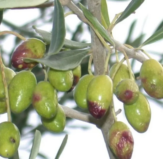 Trappola Mosca dell’Olivo Professionale da Appendere 5 pz