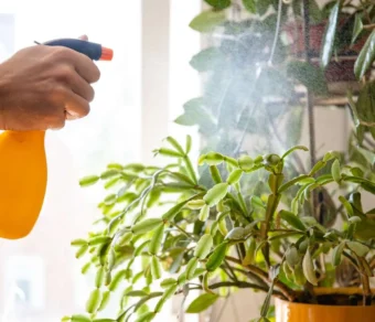 Insetticida sistemico per Cocciniglia e Acari Ciopper