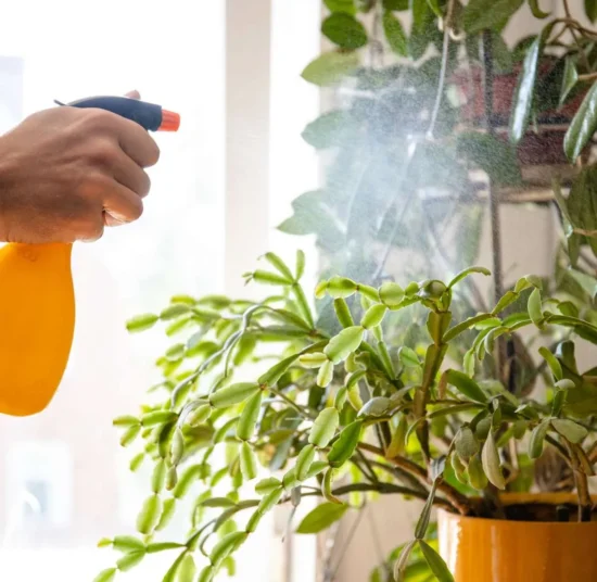 Insetticida sistemico per Cocciniglia e Acari Ciopper