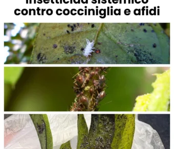 Insetticida sistemico per Cocciniglia e Acari Ciopper