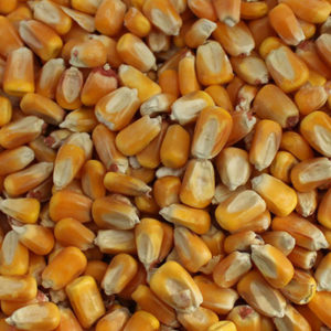 Granturco Mais Intero Piccolo