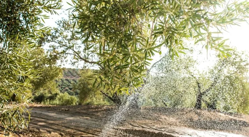 irrigazione dell'olivo