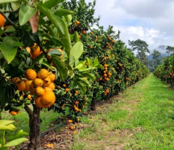 Lupini Macinati per Agrumi – Concime Naturale e Biologico