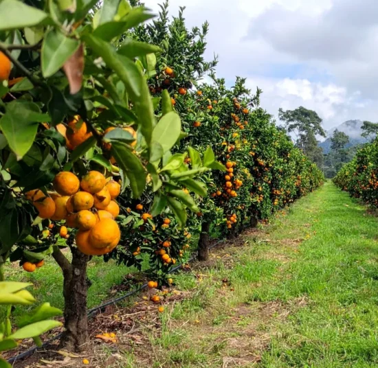 Lupini Macinati per Agrumi – Concime Naturale e Biologico