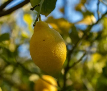 Lupini Macinati per Agrumi – Concime Naturale e Biologico