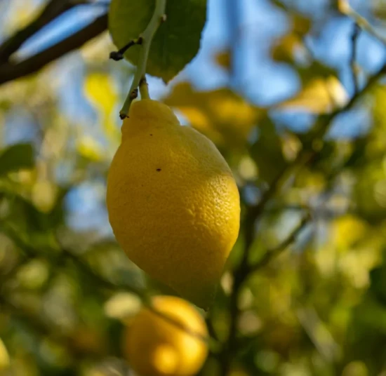 Lupini Macinati per Agrumi – Concime Naturale e Biologico