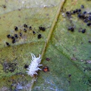 malattie delle piante cocciniglia cotonosa