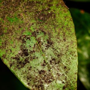 malattie fungine delle piante la fumaggine