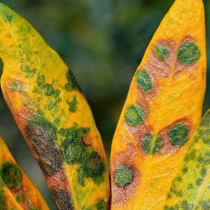 malattie fungine delle piante l'occhio di pavone dell'olivo