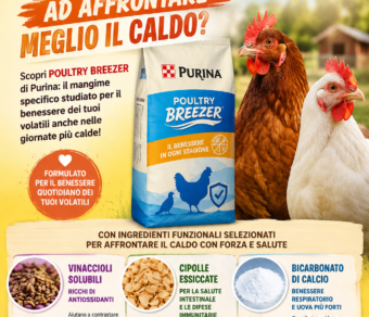 Mangime per galline contro il caldo Poultry Breezer