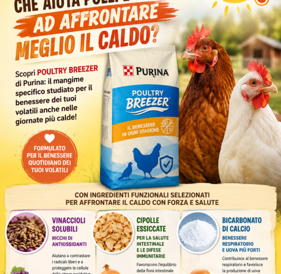 Mangime per galline contro il caldo Poultry Breezer