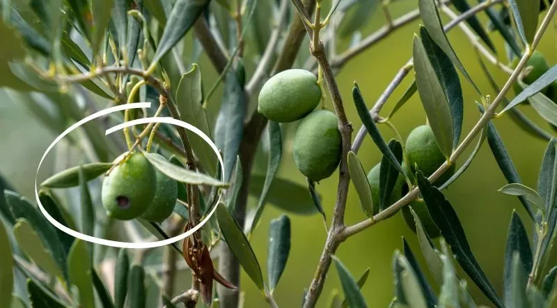 danni mosca dell'olivo